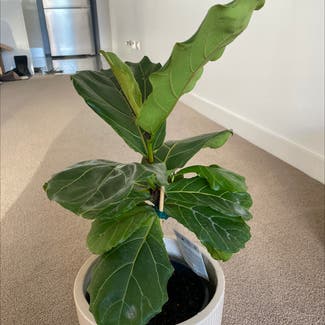 Fiddle Leaf Fig plant in Wollongong, New South Wales