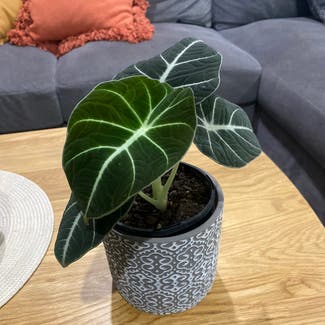 Black Velvet Alocasia plant in Wollongong, New South Wales