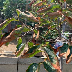 Japanese Persimmon plant
