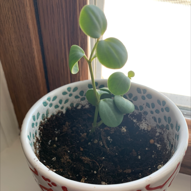 Beetle Peperomia plant in a decorative pot near a window with healthy green leaves.