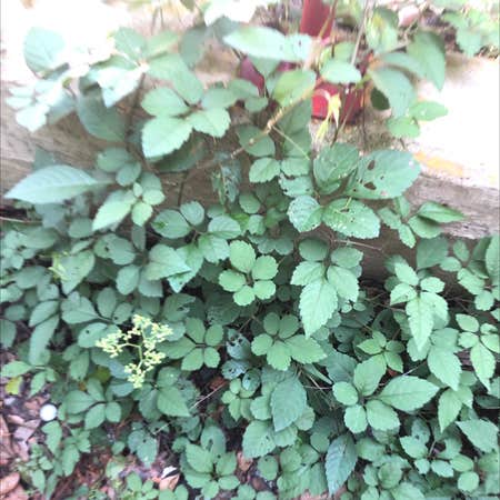 Photo of the plant species Causonis japonica by Audra named Your plant on Greg, the plant care app