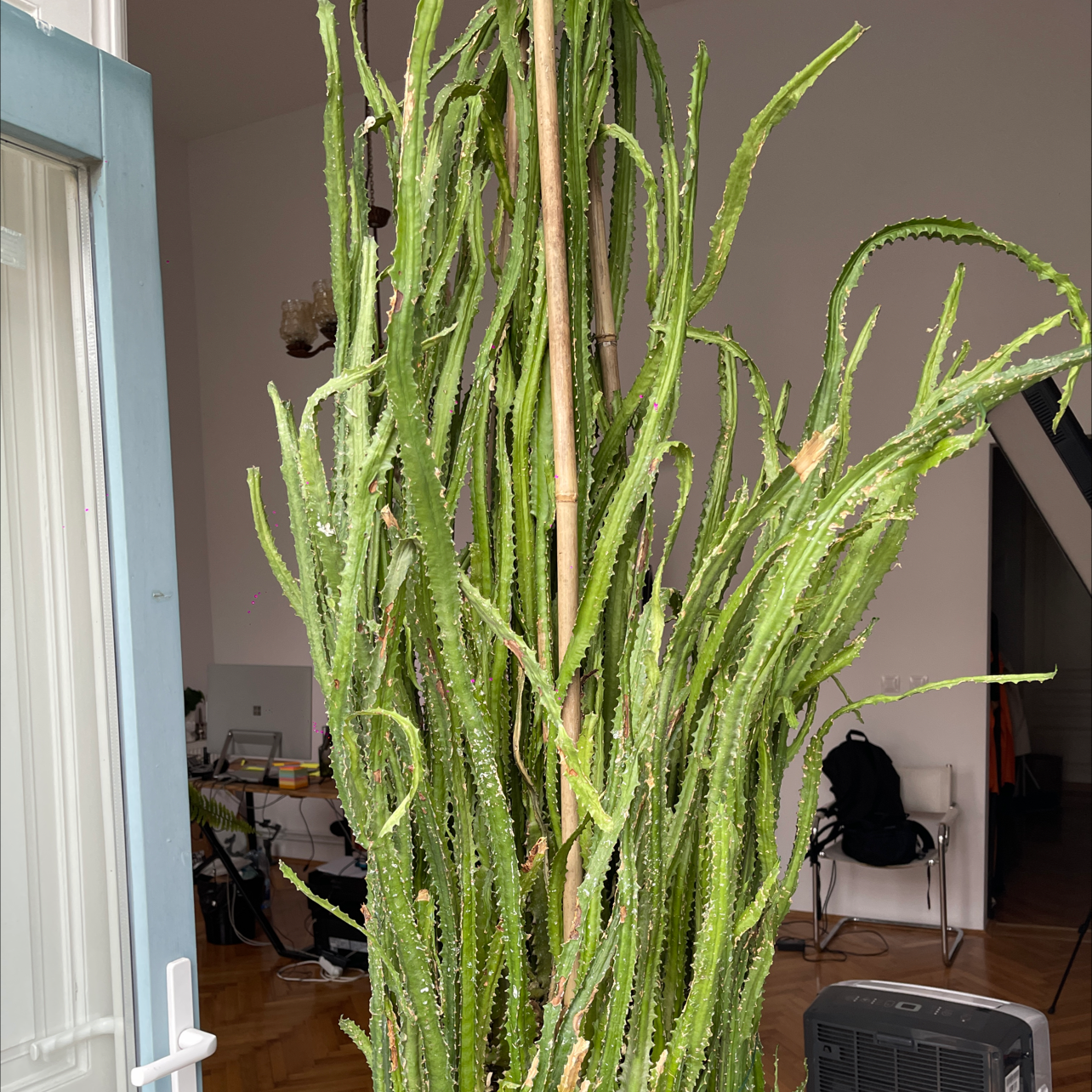 Tall, green Giant African Candelabra Tree indoors with slender leaves.