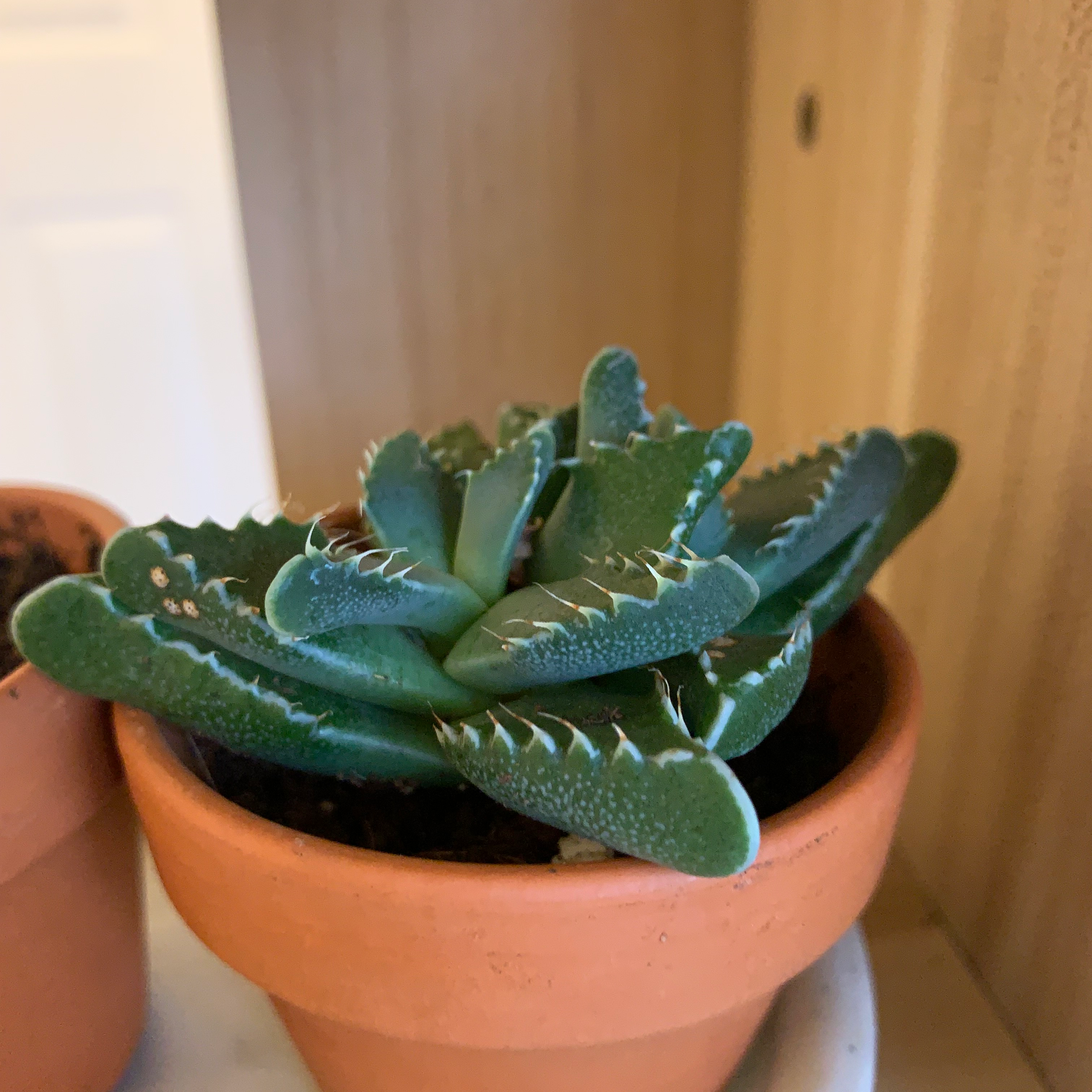 Tiger's Jaw plant in a terracotta pot with healthy green serrated leaves.