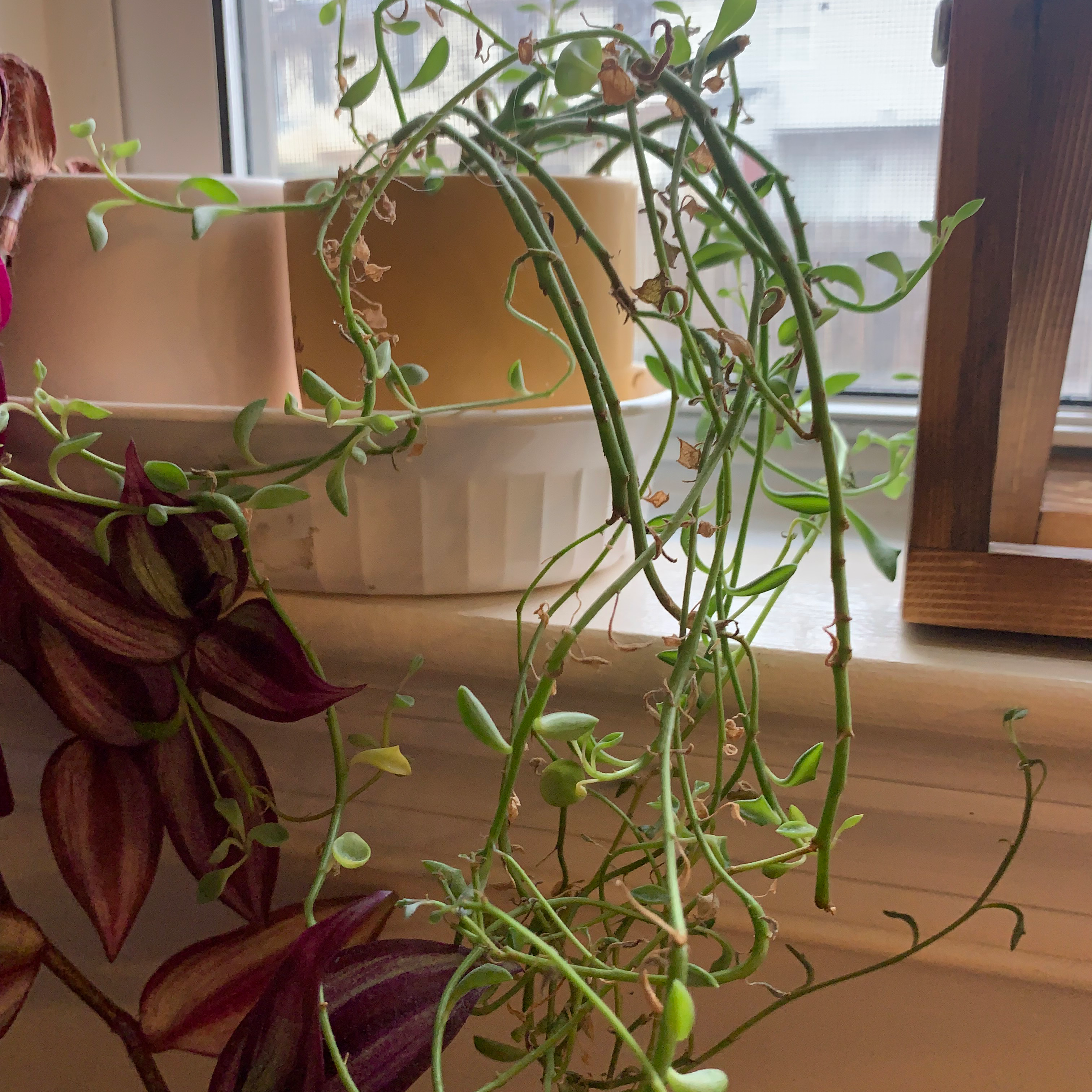 String of Dolphins plant with some browning leaves, placed near a window with another plant in the background.