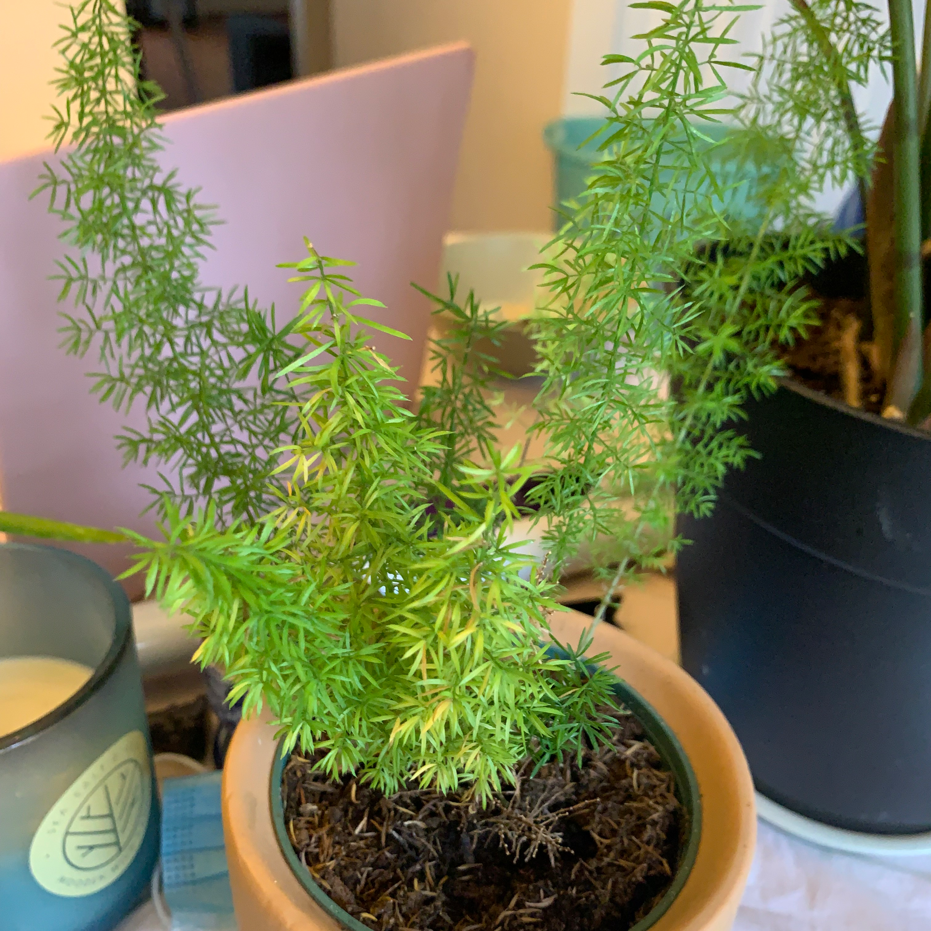 A healthy, lush plume asparagus plant with bright green, feathery fronds growing in a small teal pot.