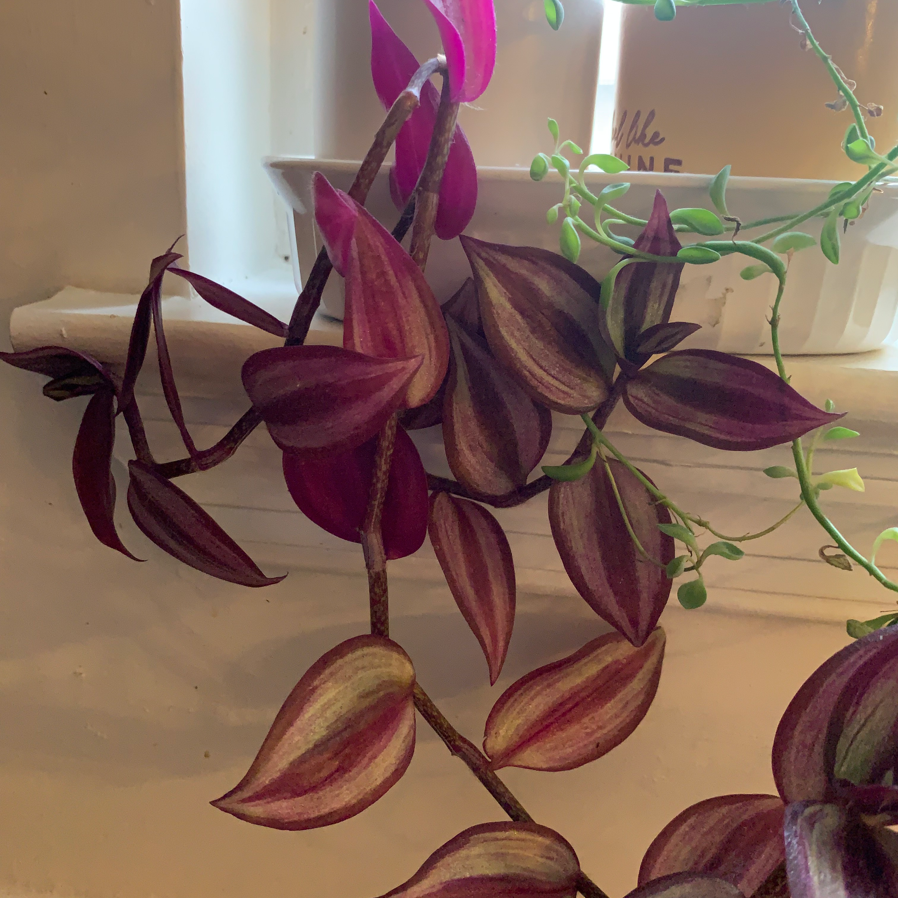 Healthy Tradescantia Zebrina plant with vibrant green, purple and pink striped leaves growing in a hanging pot.