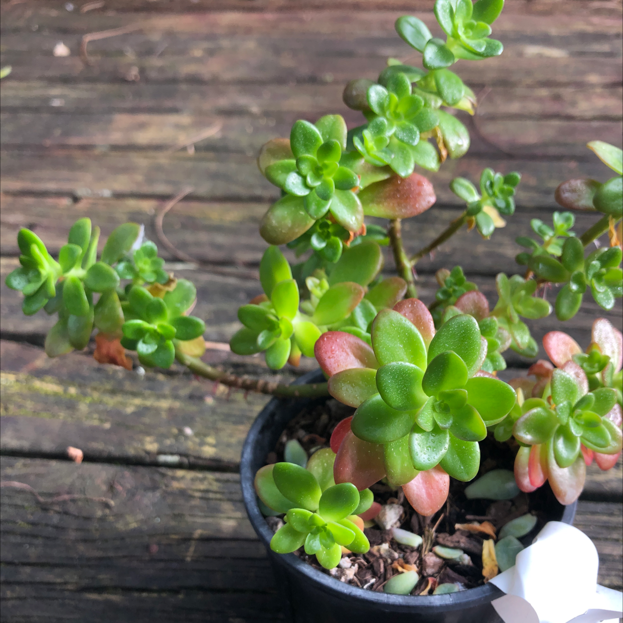 Palmer's Sedum plant in a small pot on a wooden surface, with healthy green and reddish leaves.
