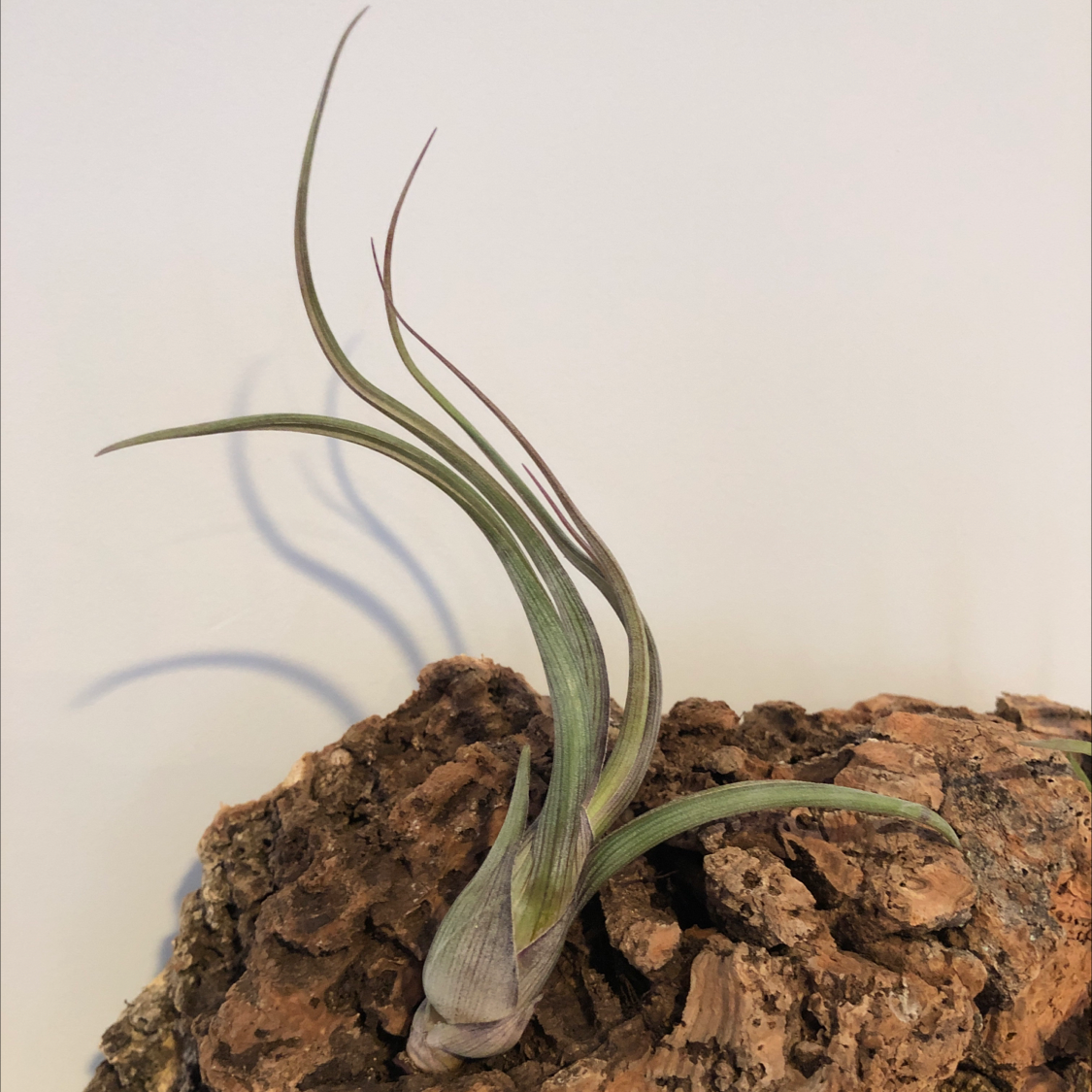 Medusa Head Air Plant mounted on bark, appearing healthy with green leaves.