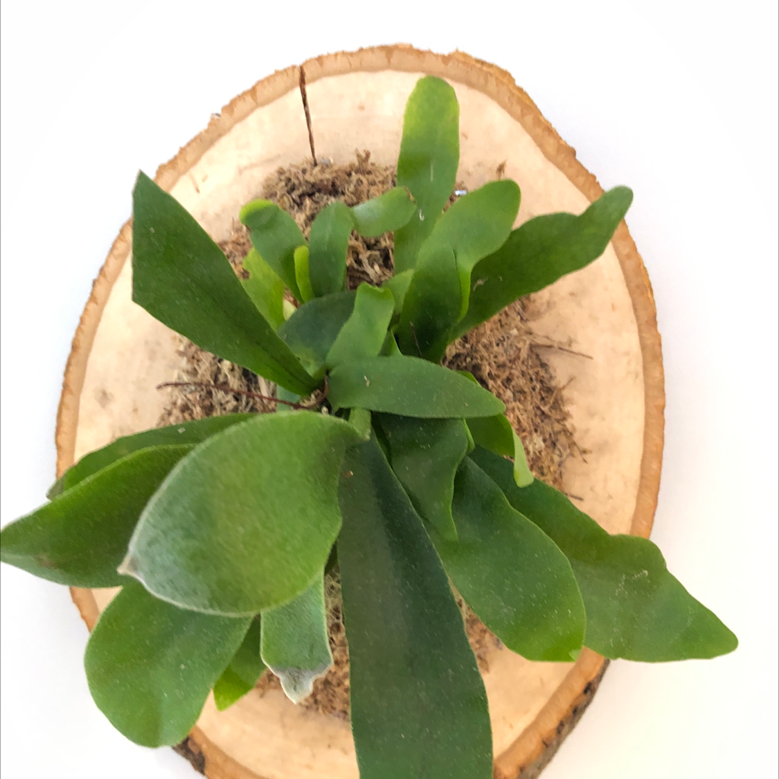 Healthy Elkhorn Fern on a wooden base with green leaves and visible soil.
