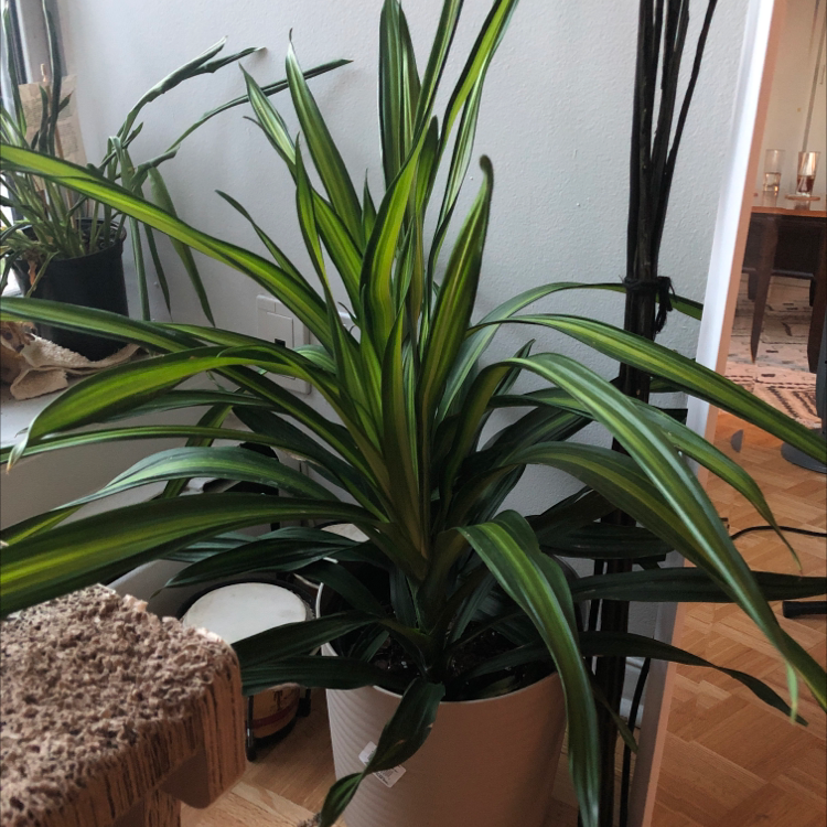 Cornstalk Dracaena plant photo by @natshajoyce named Chadwick on Greg, the plant care app.