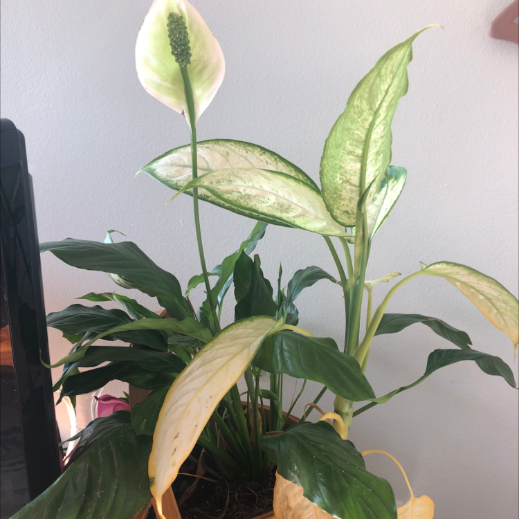Peace Lily plant photo by @natshajoyce named maureen on Greg, the plant care app.