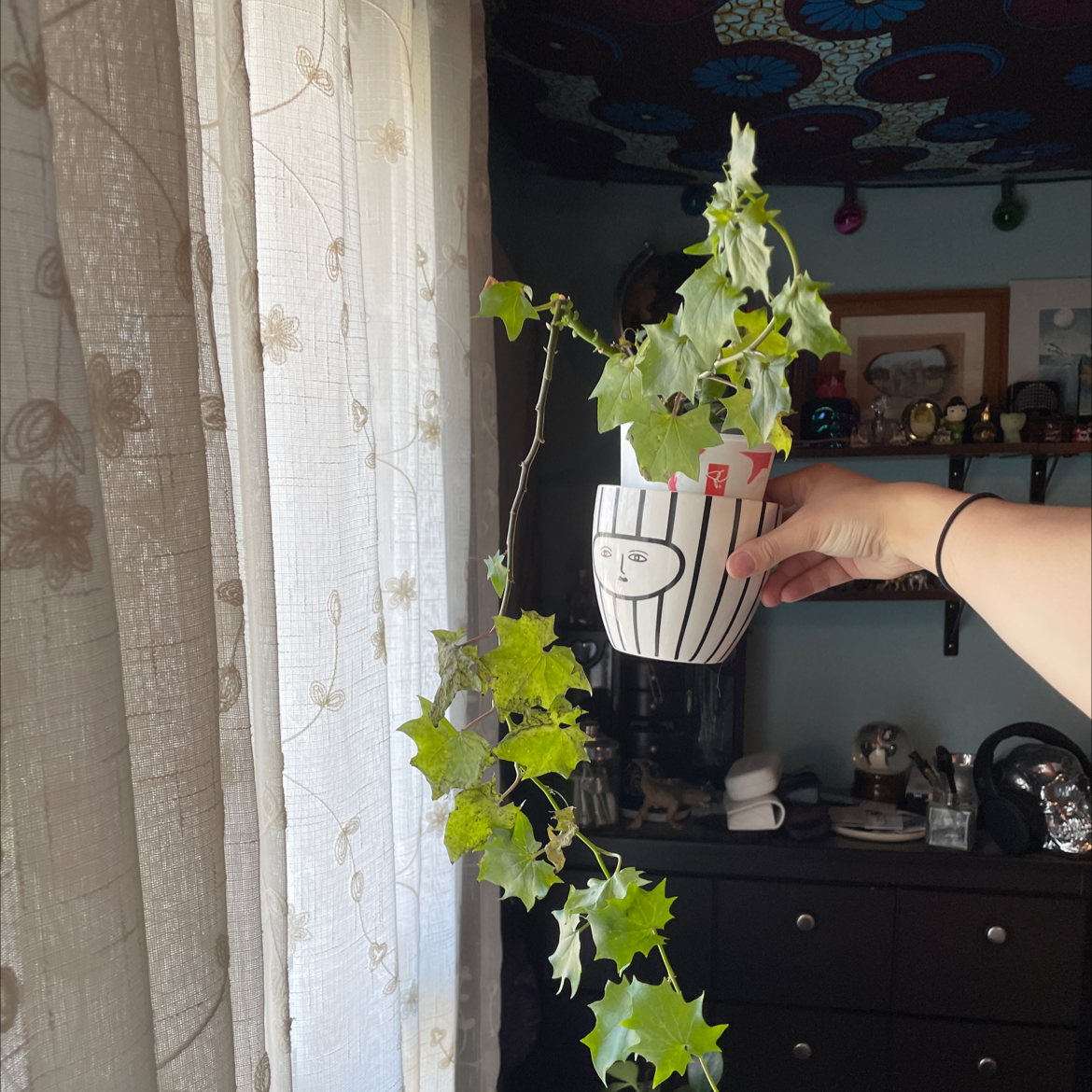 Cape Ivy plant in a pot held by a hand, with some yellowing and browning leaves.