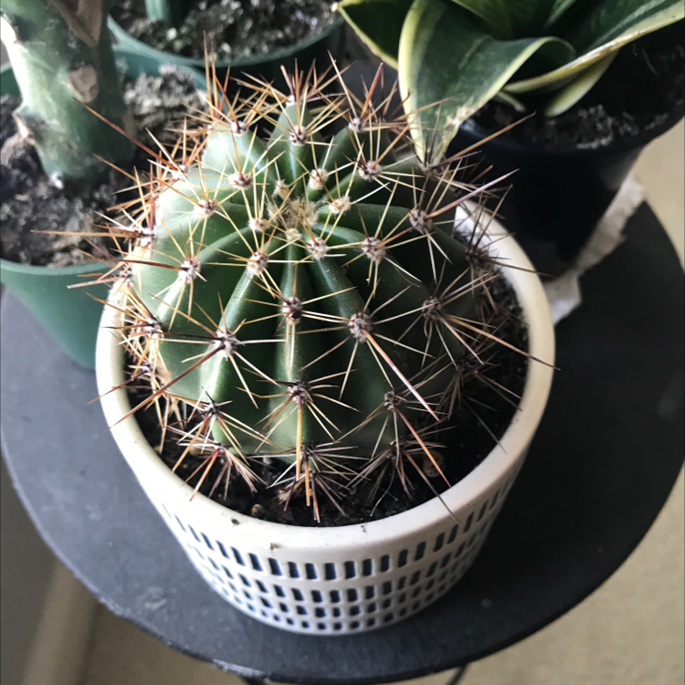 Golden Barrel Cactus plant photo by @ashersmith named Annie on Greg, the plant care app.