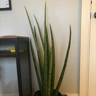 Cylindrical Snake Plant plant in Greenville, South Carolina