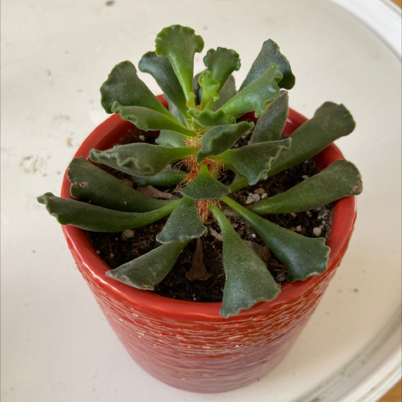 Pillow Feet Crinkle Leaf Plant in a red pot with healthy green leaves.