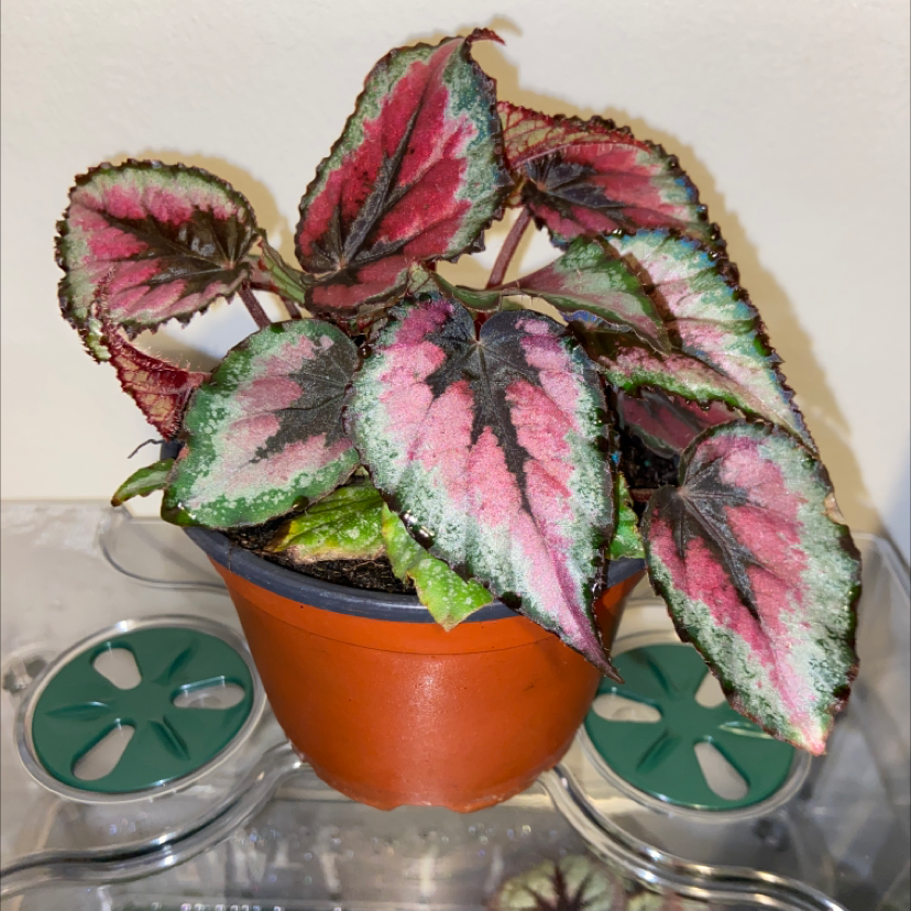Rex Begonia Vine in a pot with vibrant, multicolored leaves.