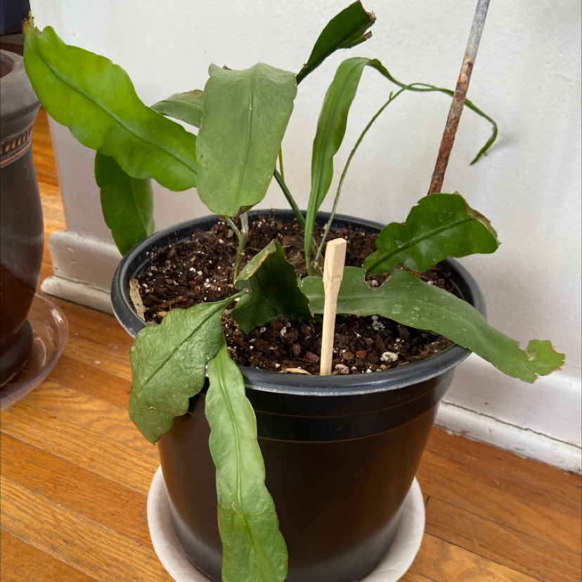 Potted Dutchman's Pipe Cactus with green leaves indoors on a wooden floor.