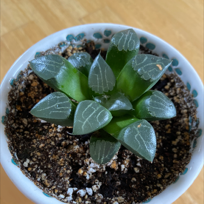 Photo of the plant species Haworthia pygmaea by @Nan021 named Coco on Greg, the plant care app