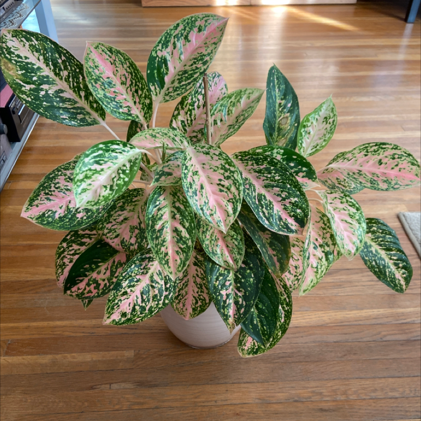 Aglaonema 'Sparkling Sarah' plant with vibrant green and pink variegated leaves in a white pot on a wooden floor.