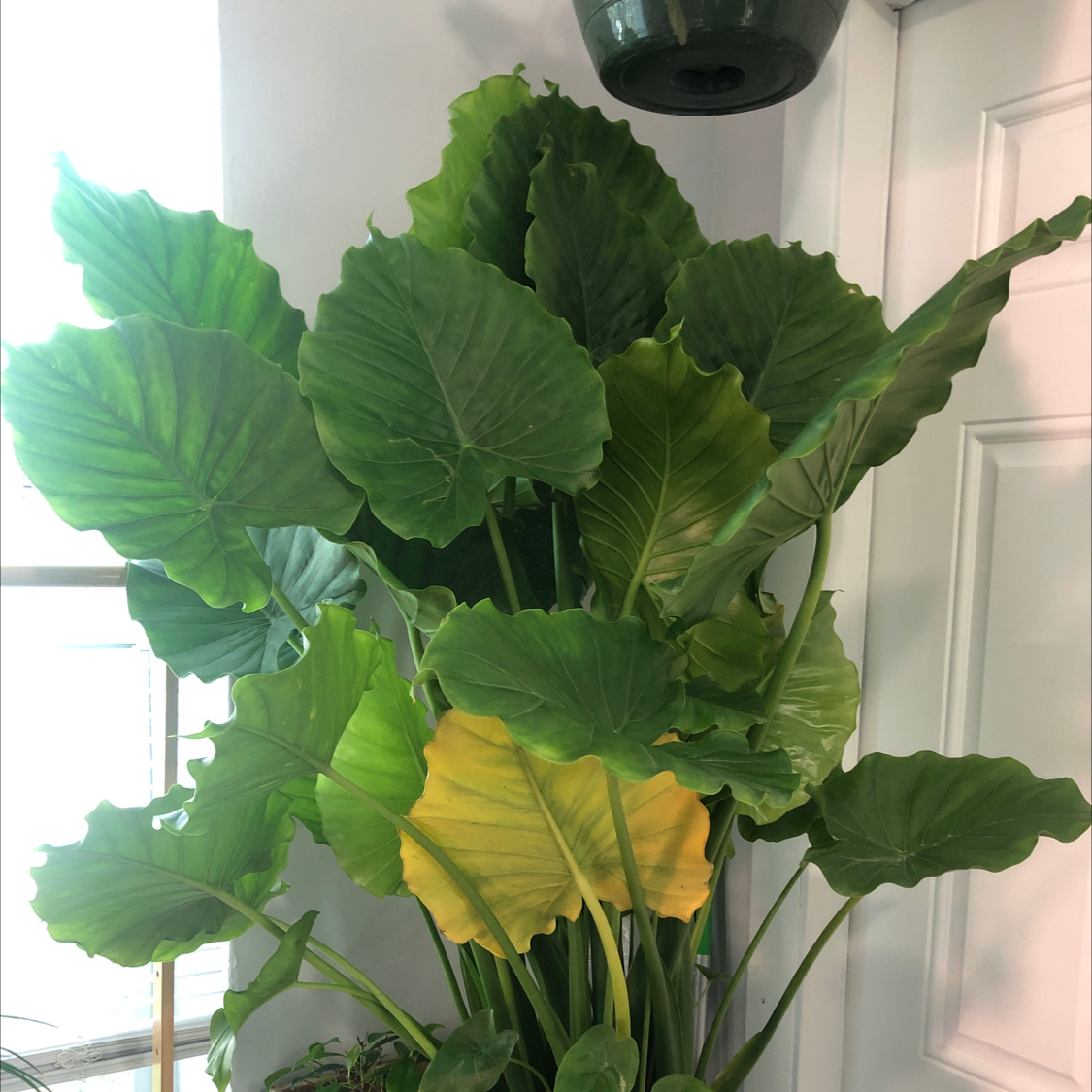 Alocasia gagaena 'California' plant with large green leaves and some yellowing on a lower leaf.