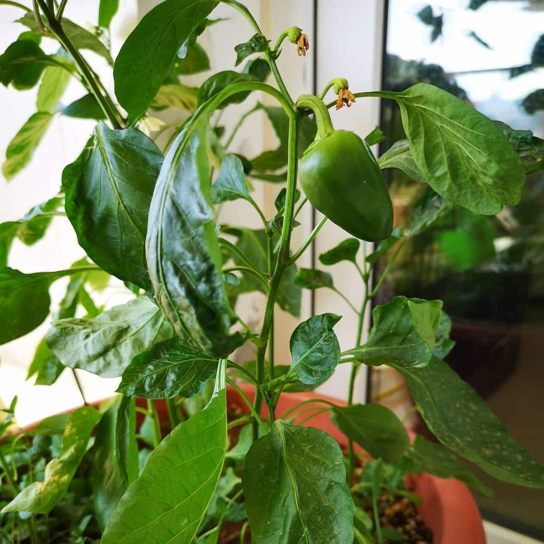 bell pepper plant