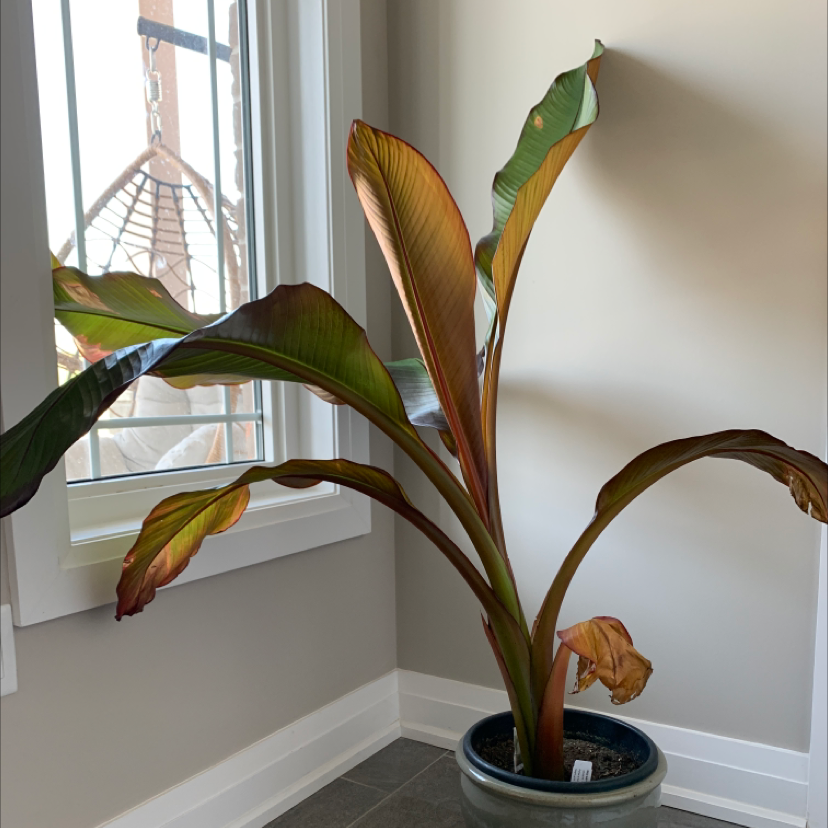 A potted Abyssinian Banana plant indoors near a window with some browning leaves.