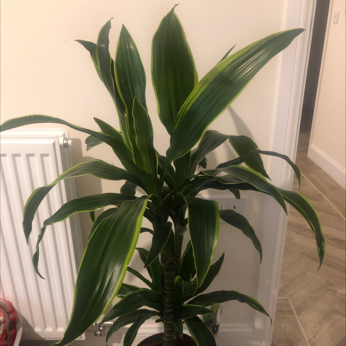 Dracaena 'Sted Sol Cane' plant with long green leaves, placed indoors near a radiator.