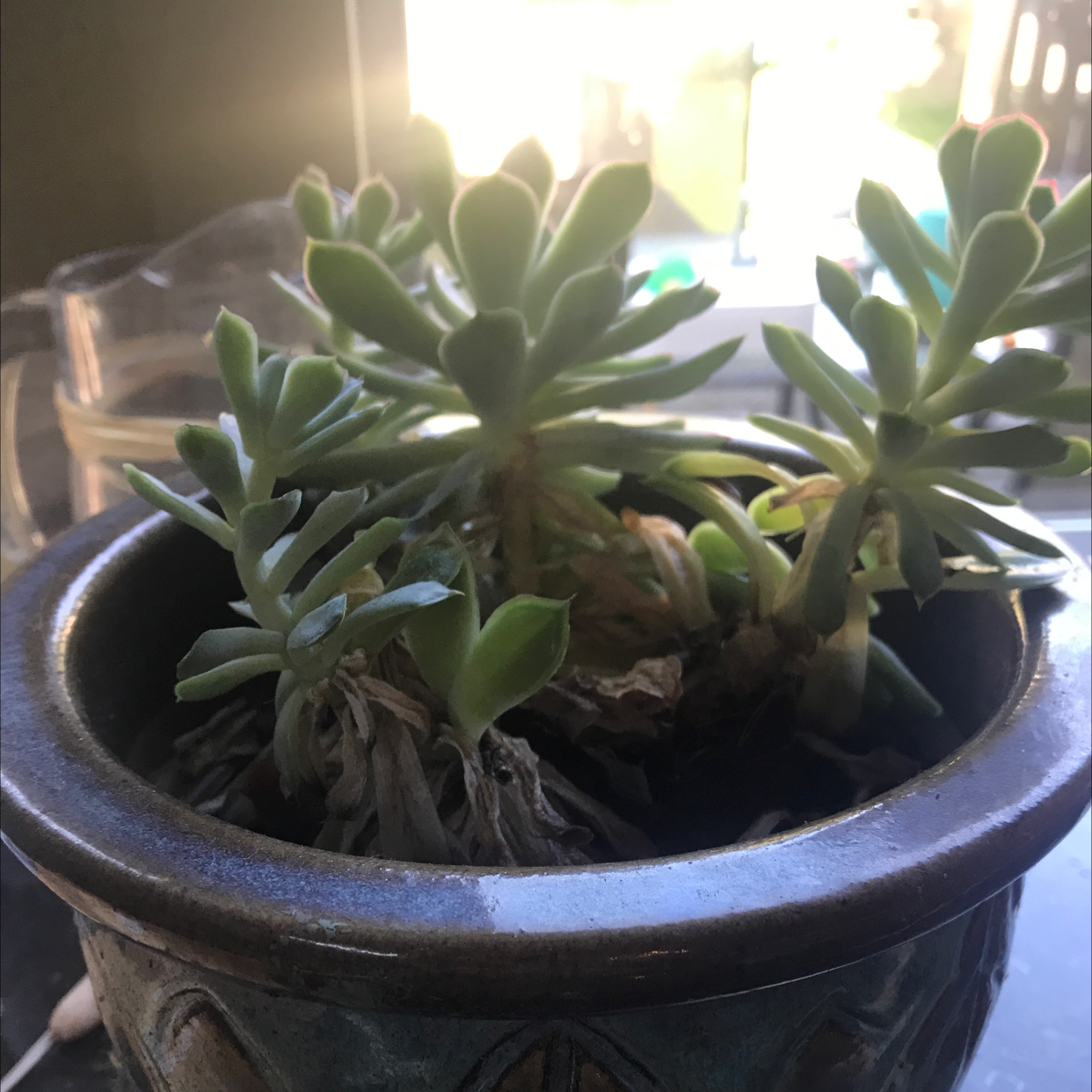 Jelly Bean Plant plant photo by Chloe named Niko on Greg, the plant care app.