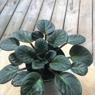 African Violet plant in North Vancouver, British Columbia