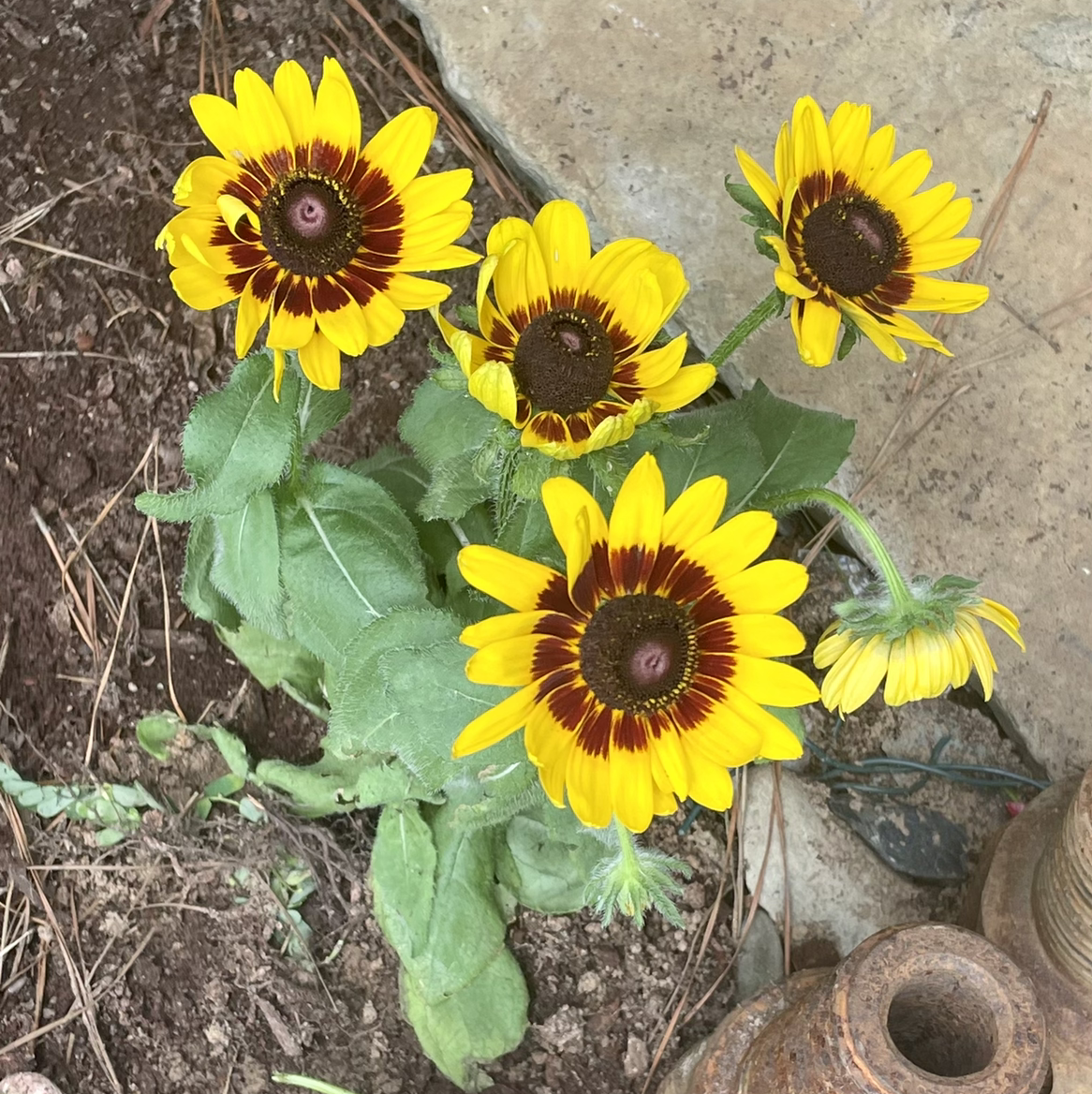 Photo of the plant species Yellow Daisy by @Bpaige1020 named Stella on Greg, the plant care app