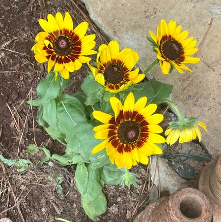Photo of the plant species Brown-Eyed Susan by @Bpaige1020 named Stella on Greg, the plant care app