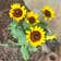 Calculate water needs of Blackeyed Susan