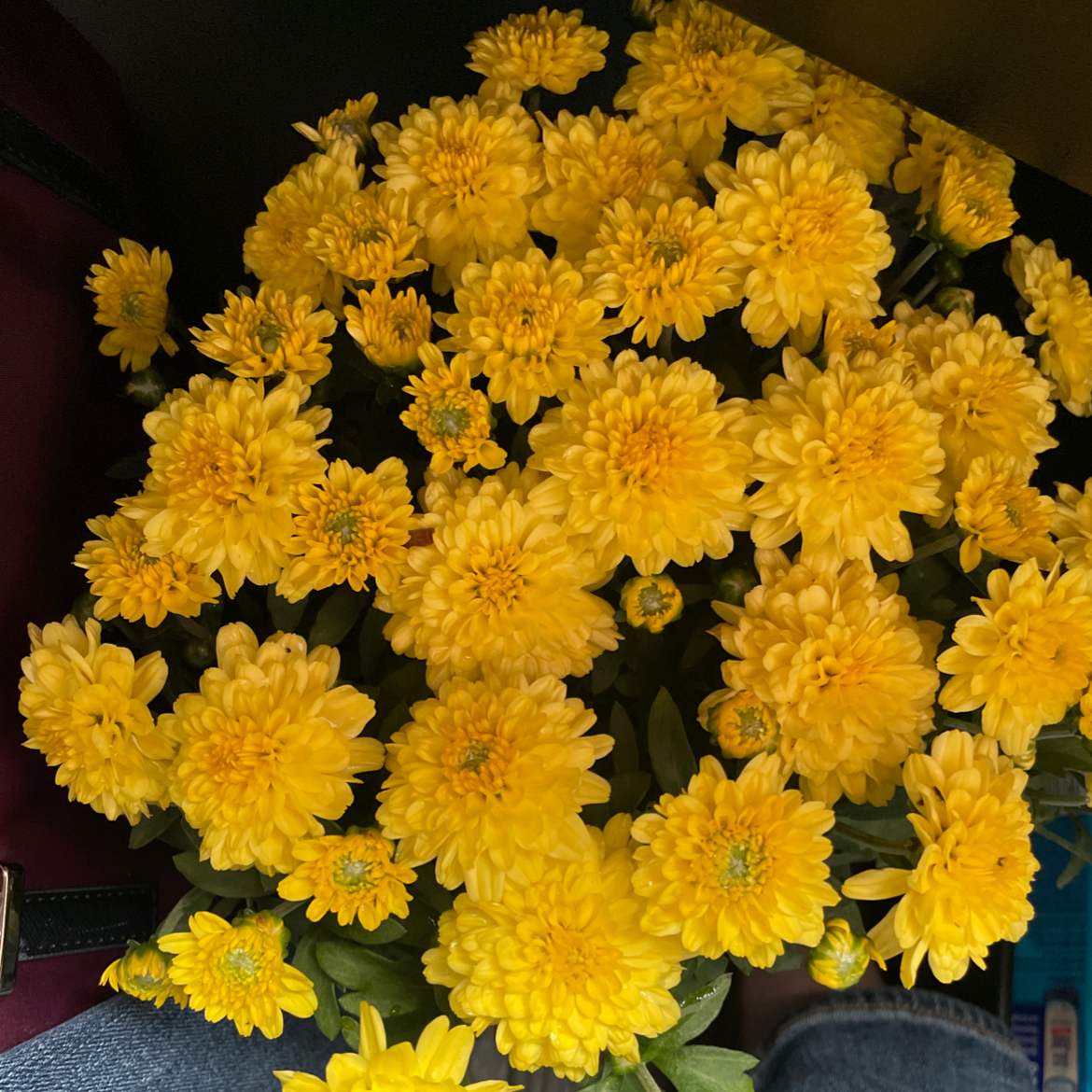 Photo of the plant species Common Zinnia by @Bpaige1020 named Willow on Greg, the plant care app