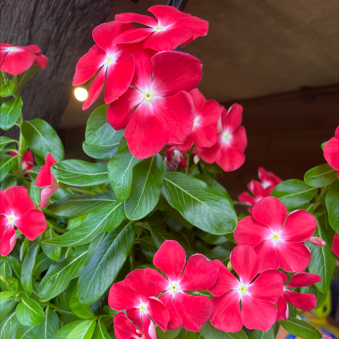 Photo of the plant species Bright Eyes by @Bpaige1020 named Maya on Greg, the plant care app