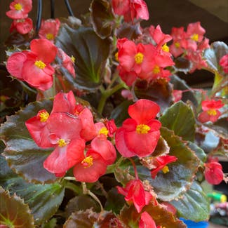 Clubed Begonia plant in Minden, Louisiana