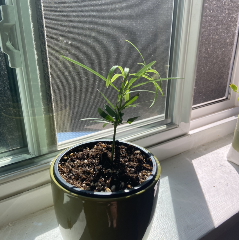 Young Podocarpus plant in a pot on a windowsill with visible soil.