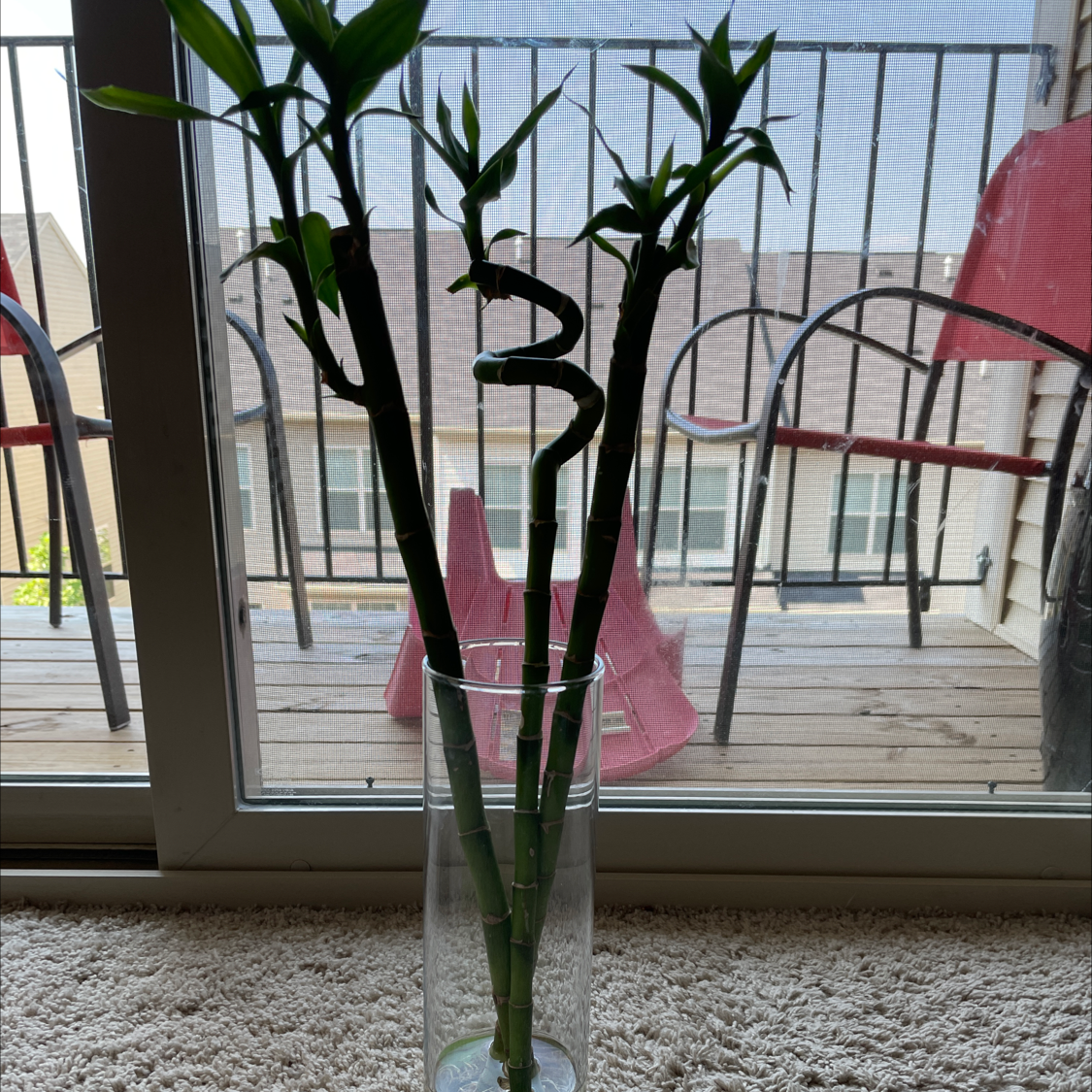 Lucky Bamboo plant photo by @Bnelson238 named Elle on Greg, the plant care app.
