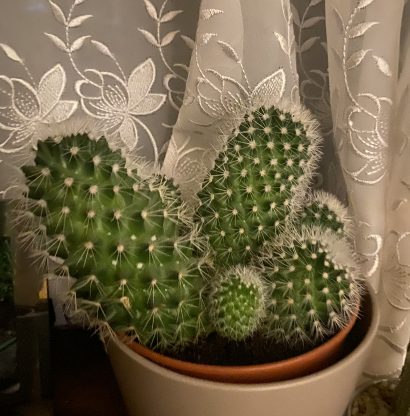 Peruvian Old Man Cactus in a pot with no visible health issues.