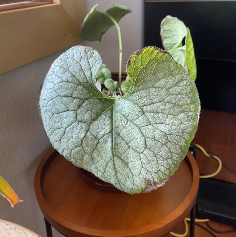 false Forget-Me-Not plant with large, heart-shaped leaves on a wooden surface.