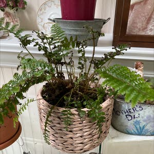 Boston Fern plant photo by @Mom123 named Stinky on Greg, the plant care app.
