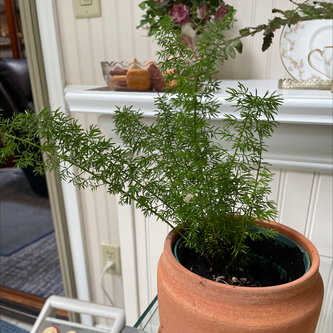 Plume Asparagus plant photo by @Mom123 named Miss Priss on Greg, the plant care app.