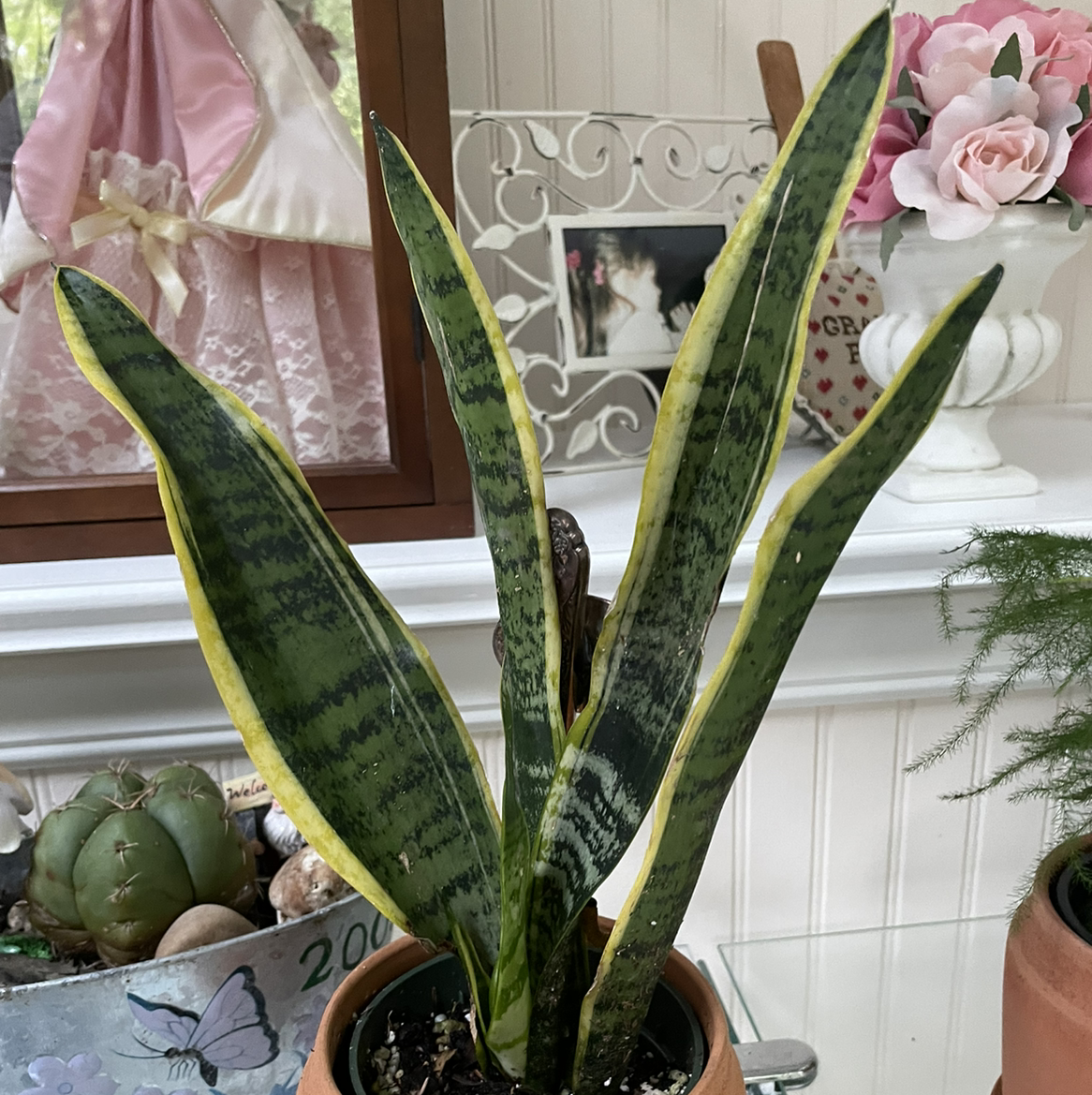 Snake Plant plant photo by @Mom123 named Sneaky 2 on Greg, the plant care app.