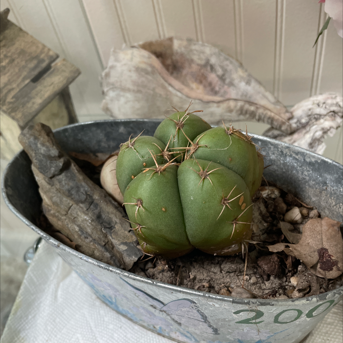 Ferocactus histrix plant photo by @Mom123 named Addy on Greg, the plant care app.