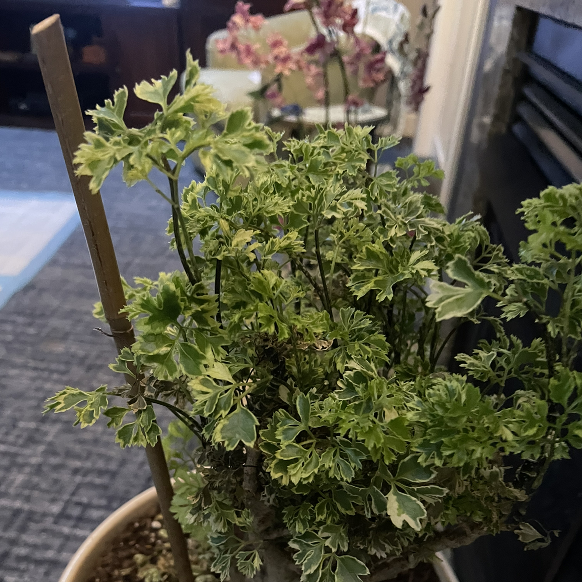 Ming Aralia plant photo by @Mom123 named Ming on Greg, the plant care app.