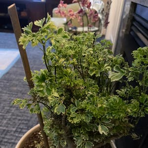 Ming Aralia plant photo by @Mom123 named Ming on Greg, the plant care app.