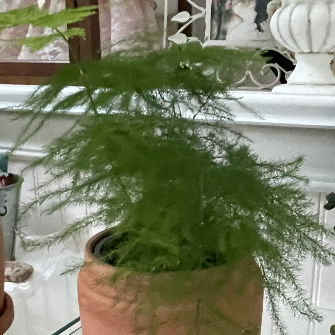 Asparagus Fern plant photo by @Mom123 named David Lacy on Greg, the plant care app.