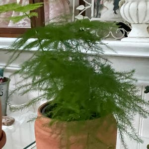 Asparagus Fern plant photo by Mom123 named David Lacy on Greg, the plant care app.