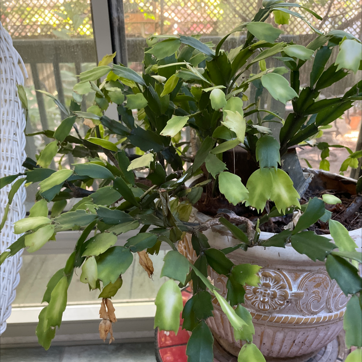 False Christmas Cactus plant photo by @Mom123 named Sigmund on Greg, the plant care app.