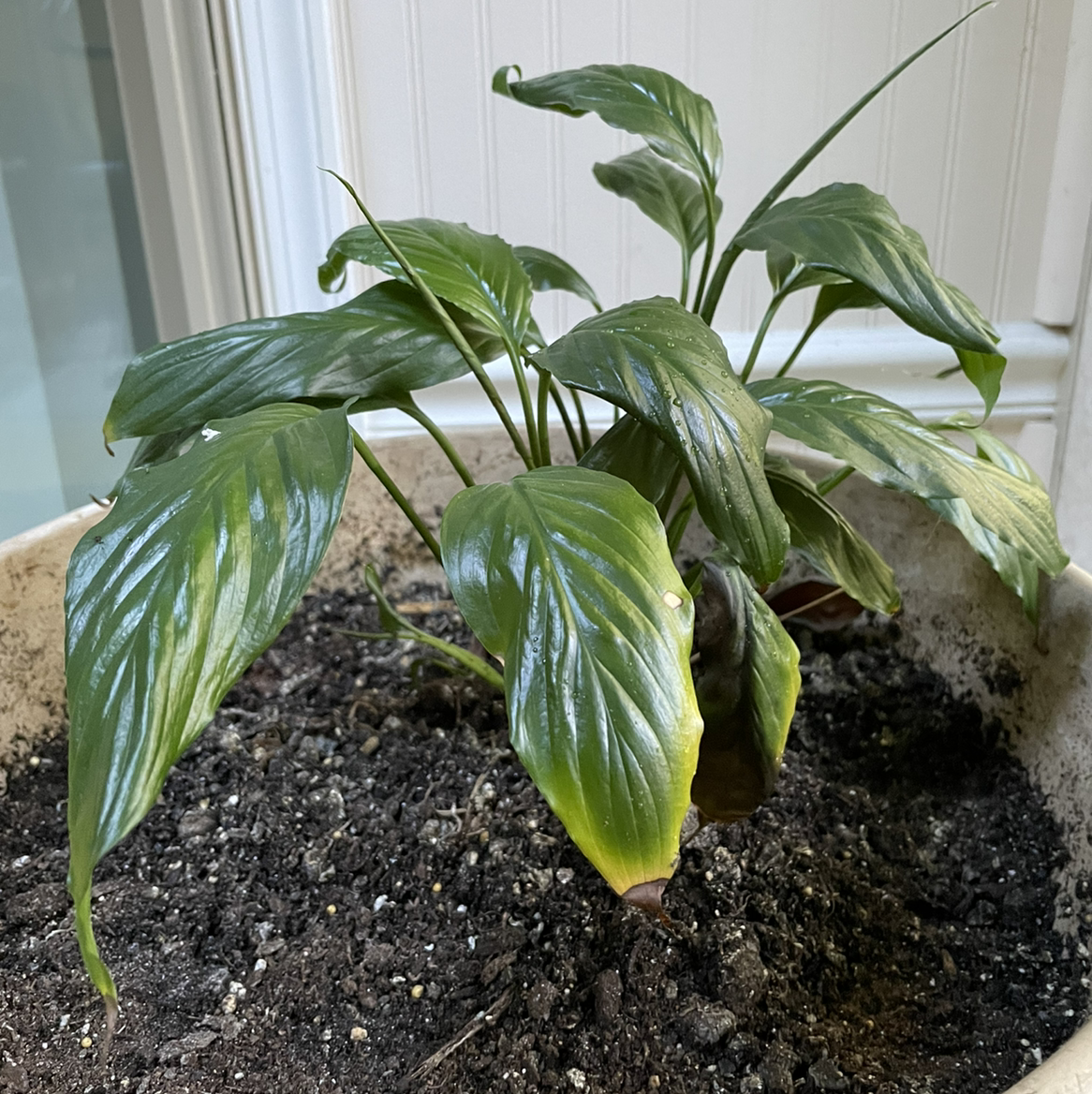Peace Lily plant photo by @Mom123 named Peaceful on Greg, the plant care app.