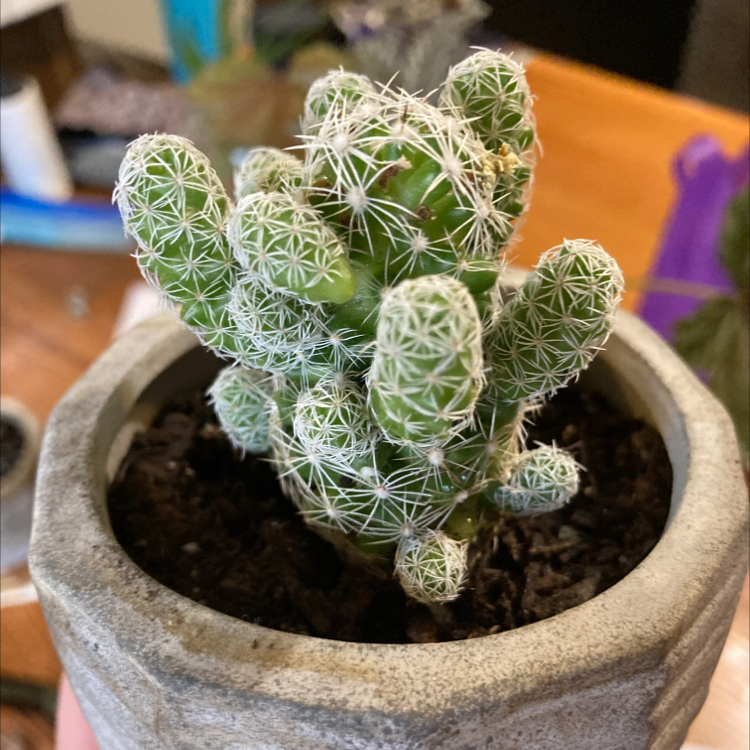 Chihuahuan Beehive cactus in a pot, healthy and well-framed.